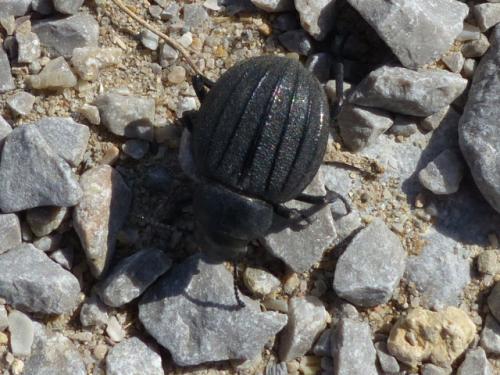 Réf. 292 276 : Pimelia muricata